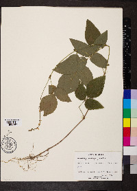 Desmodium axillare image