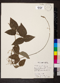 Desmodium axillare image