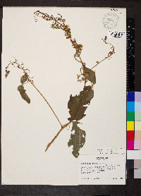 Desmodium intortum image