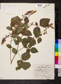 Desmodium intortum image