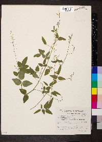 Desmodium procumbens image