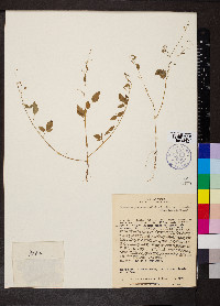 Desmodium procumbens image