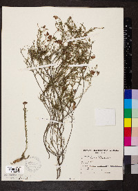 Dillwynia hispida image