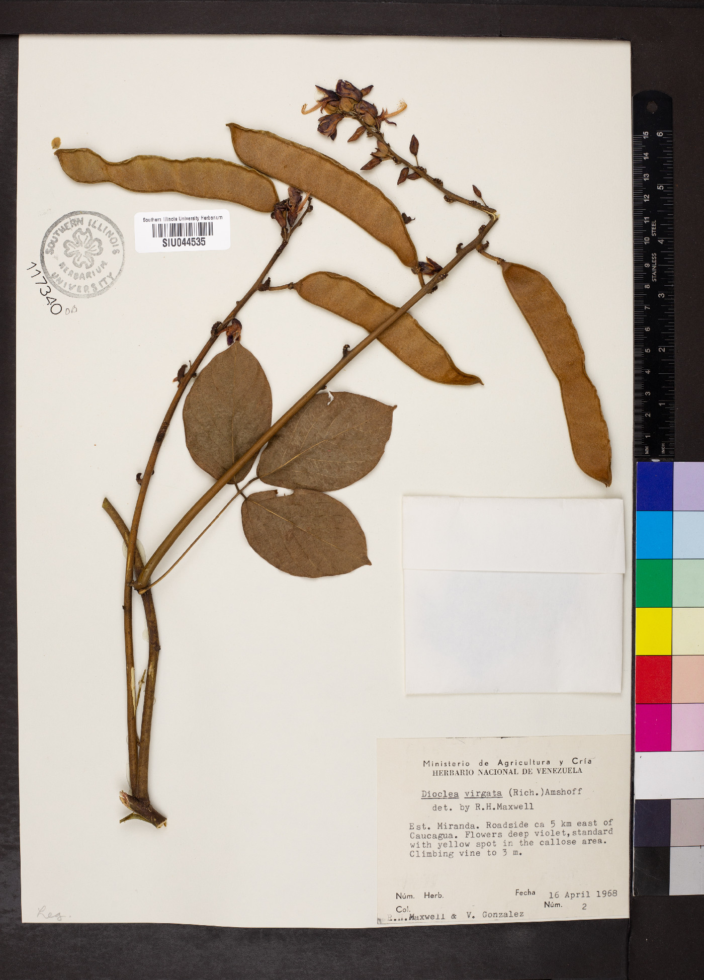 Dioclea virgata image
