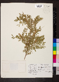 Eysenhardtia orthocarpa image