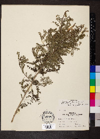 Eysenhardtia texana image