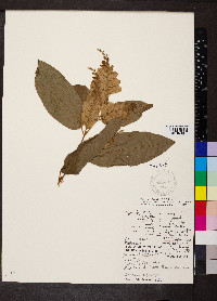 Flemingia strobilifera image