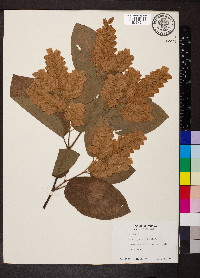 Flemingia strobilifera image