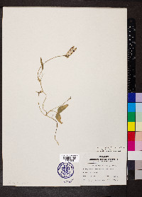 Galactia regularis image