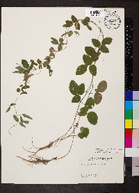 Galactia regularis image