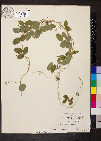 Galactia regularis image
