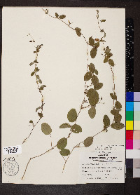 Galactia regularis image