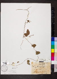 Galactia regularis image