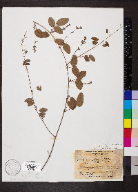Galactia regularis image