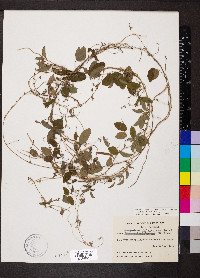 Galactia regularis image