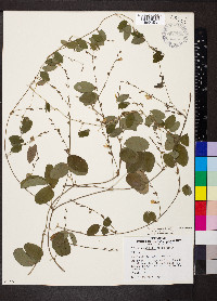 Galactia regularis image