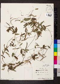 Galactia volubilis image