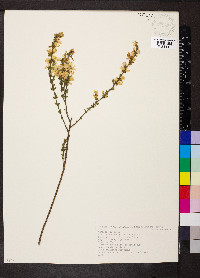 Genista pilosa image