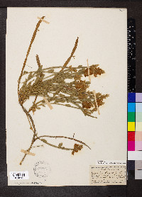 Genista sagittalis image