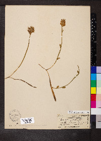 Genista sagittalis image