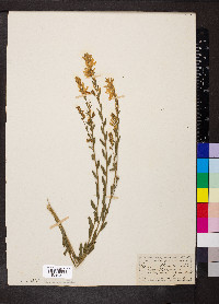 Genista tinctoria image