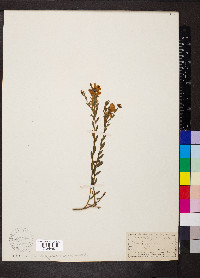 Genista tinctoria image