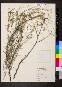 Glycine canescens image