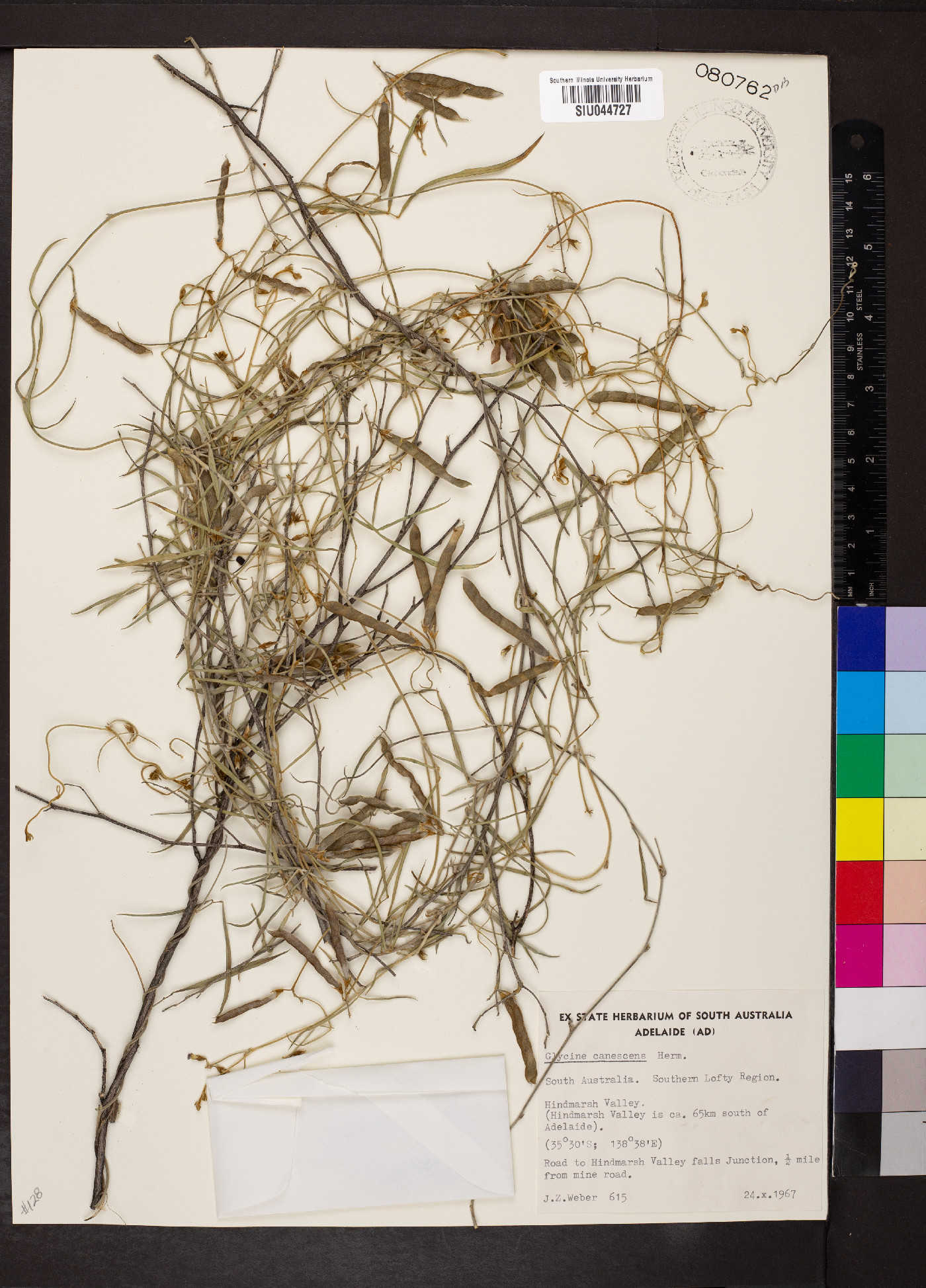 Glycine canescens image