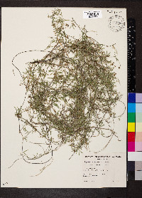 Glycine clandestina image
