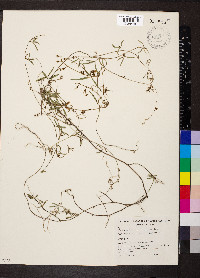 Glycine clandestina image