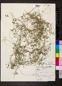 Glycine clandestina image