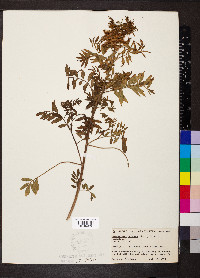 Glycyrrhiza lepidota image