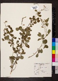 Goodia lotifolia image
