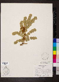 Caesalpinia bonduc image