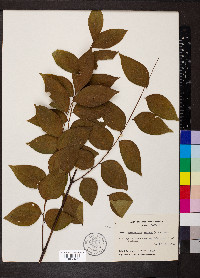 Gymnocladus dioicus image