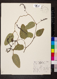 Hardenbergia violacea image