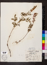Hedysarum alpinum var. americanum image
