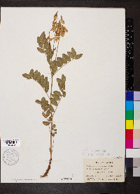 Hedysarum sulphurescens image