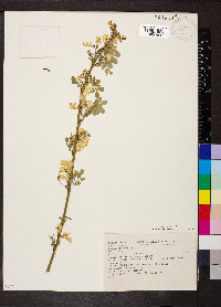 Hippocrepis emerus image