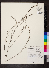 Hylodesmum glutinosum image