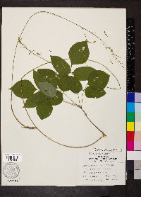 Hylodesmum nudiflorum image