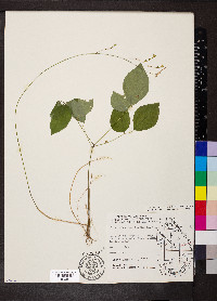 Hylodesmum nudiflorum image