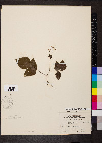 Hylodesmum pauciflorum image