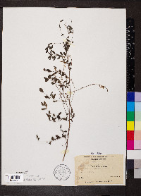 Indigofera caroliniana image