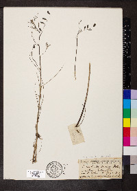 Indigofera caroliniana image