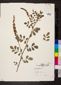 Indigofera hirsuta image
