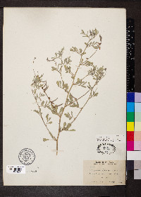 Indigofera miniata image
