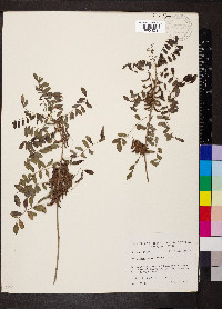 Indigofera suffruticosa image