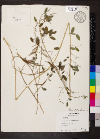 Indigofera lespedezioides image