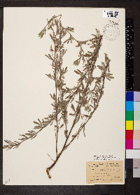 Indigofera lespedezioides image